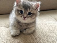 2 aylık british shorthair yavruları