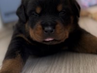 Grand Türkiye Şampiyonu Yavruları Rottweiler