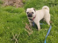 Evde çocuk olduğu için veriyoruz pug