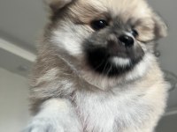 Pomeranian Dişi Yavru