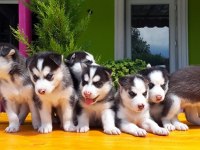 HUSKY SİBİRYA KURDU