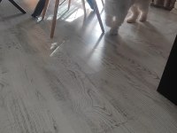 8 aylık erkek maltipoo yavrumuzu sahiplendirmek istiyoruz
