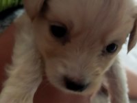Maltipoo yavru