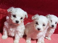 Ev doğumu maltese bebekler