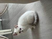1 aylık british shorthair özel kediler