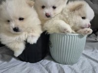 2 adet 8 Haftalık Erkek Pomeranian yavru