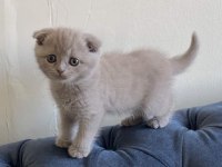 Scottish Fold Yavrularımız