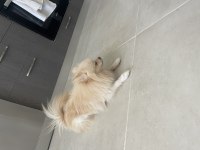 6.7 aylık erkek pomeranian
