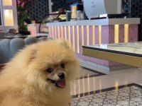 2 aylık erkek pomeranian