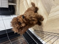 Red browen toy Poodle erkek 6 aylık