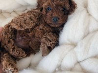 Irkının En Güzeli Toy Poodle