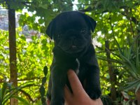 Yavru sevimli 45 günlük siyah pug