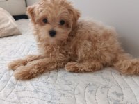 Maltipoo Köpeğimizi Sahiplendirme