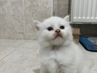 Safkan beyaz 2 adet erkek british longhair yavrusu