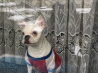 5.5 aylık french bulldog