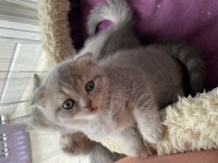 British shorthair kediler