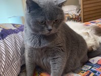 British shorthair 3 yaşında dişi