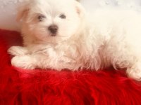 Maltese Yakışıklım