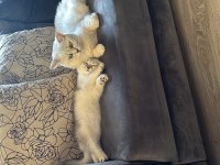 Küçük tatlı sevimli yumoş kedimiz