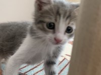 Çok oyuncu erkek kedi şanslı