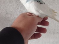 Yeni yeme düştü ısırması yok jumbo erkek muhabbet kuşu yavru