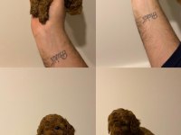 Erkek - Dişi Toy Poodle Yavrular