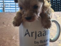 Türkiyenin en minik maltipoo bebekleri
