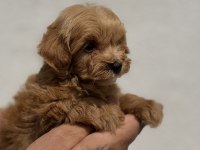 MALTİPOO YAVRULARIMIZ