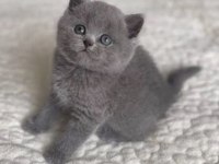 Safkan scottish fold bebeklerim