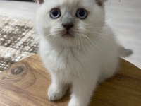 YAVRU MUHABBET KUŞU KEDİ