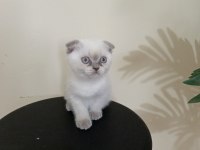 Yeni yuvaya hazır scottish fold bebeklerimiz