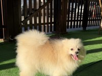 YETIŞKIN ERKEK POMERANİAN BOO