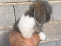 Hollanda Teddy Lop Tavşan Yavruları