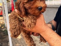 Dişi Yavru Poodle