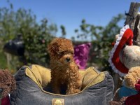 DİŞİ 3 AŞILI WC EĞİTİMLİ POODLE