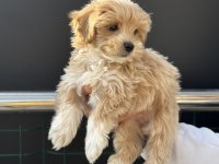 Petmode köpek çiftliğinde ziyarete açık maltipoo