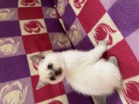 British shorthair bebek kediler