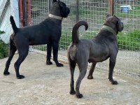 Dişi Cane Corso
