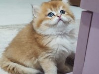 Show Kalite Orange British Longhair