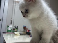 50 günlük blue point dişi british shorthair