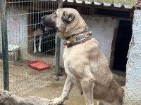 Safkan kangal köpeğim