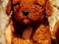 Muhteşem toy poodle bebeklerimiz