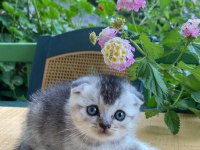 1 buçuk aylık 2 tane erkek yavru british longhair