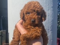 Redbown dişi toy poodle