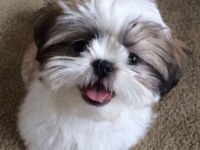 Dişi erkek shih tzu yavrularımız
