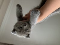 Scottish fold gri renk kedimiz