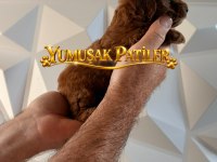 RED BROWN TOY POODLE