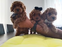 Orjinal Toy Poodle yavruları