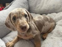 A KALİTE ISABELLA MERLE DACSHUND SOSİS BEBEKLER AŞILI
