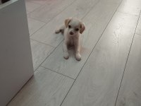 2 aylık rus finosu